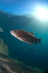Rainbow trout capernwray.10.5mm with single flash. by Derek Haslam 